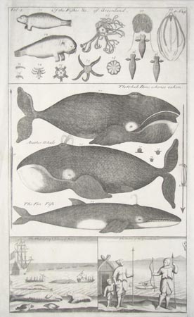 Early Whaling Print