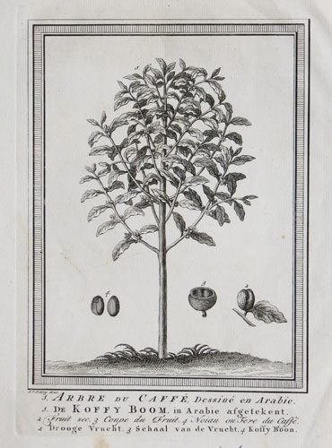 Early illustrations of coffee