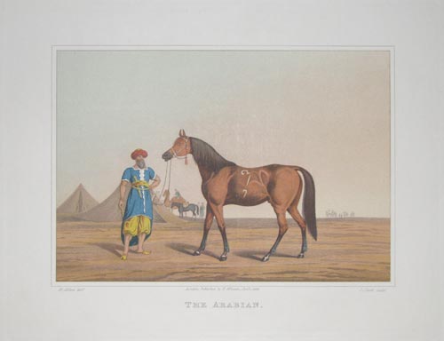 An Arabian Horse
